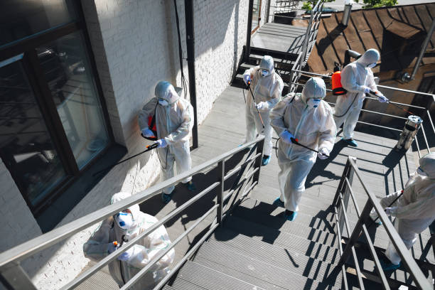 Best Basement Mold Removal  in Bolivar Peninsula, TX