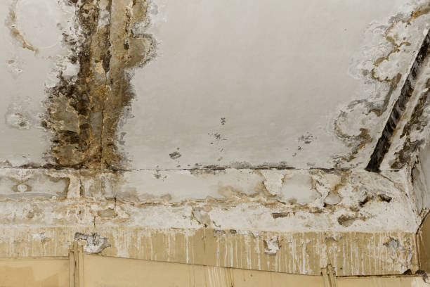 Best Mold Remediation for Vacation Homes  in Bolivar Peninsula, TX