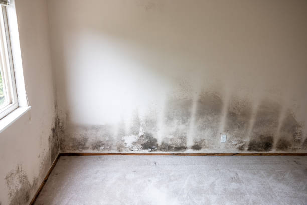 Professional Mold Removal in Bolivar Peninsula, TX